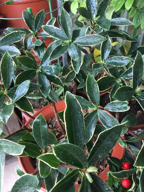 瑞香盆栽新叶几个月了不见长大 怎么办