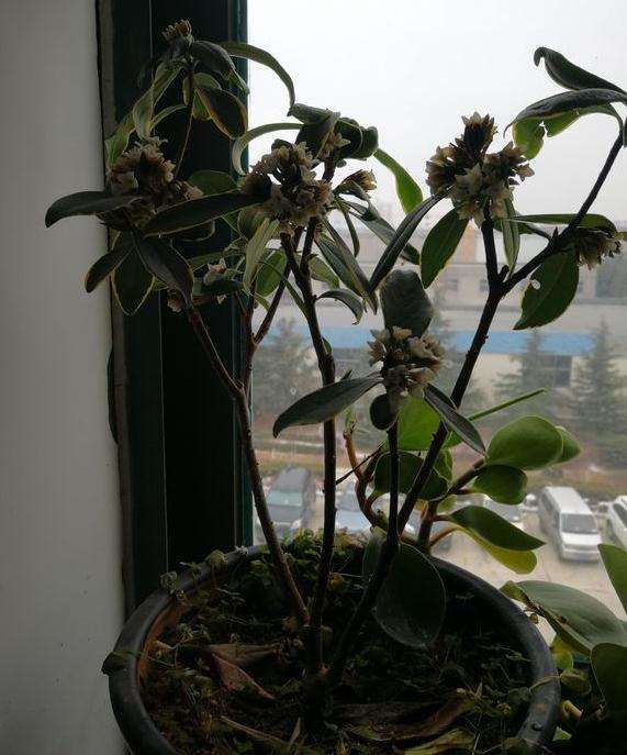 为什么瑞香盆栽叶子一直软绵绵的