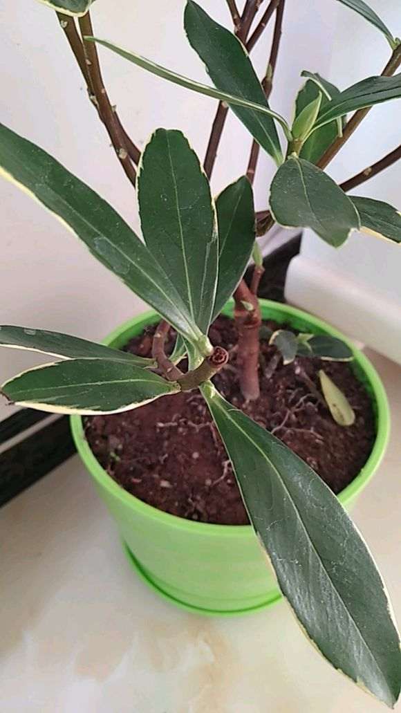 瑞香盆栽的枝上长了好多芽苞 图片