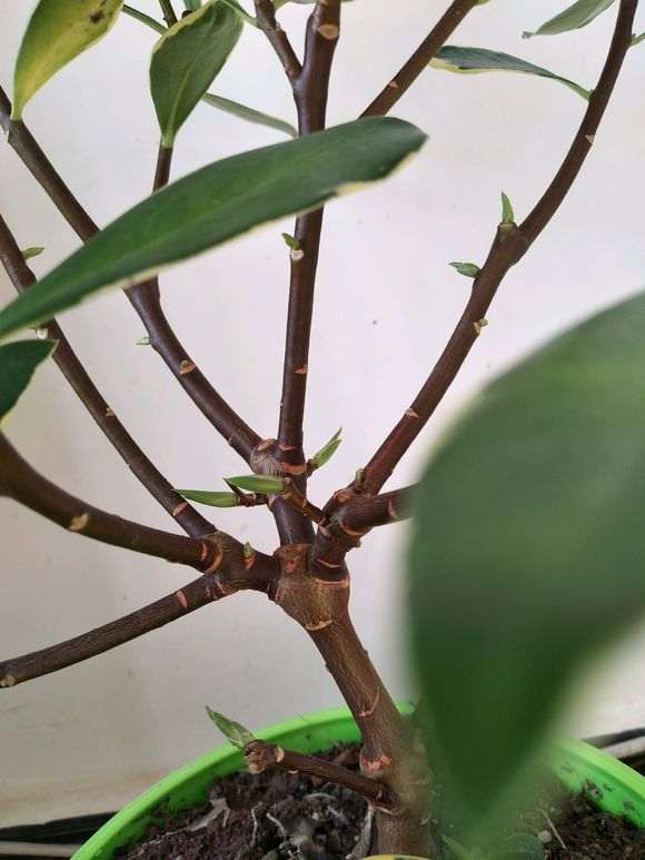 瑞香盆栽的枝上长了好多芽苞 图片