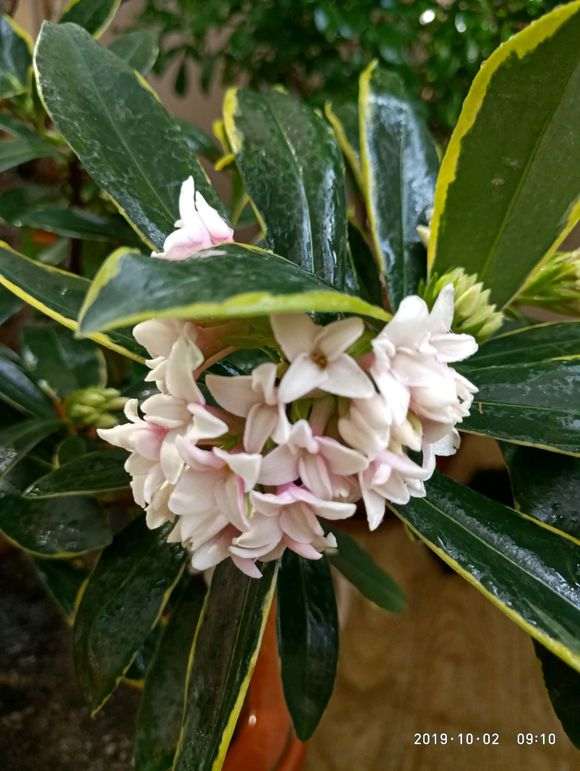 瑞香盆栽为何金秋飘香 如何 图片