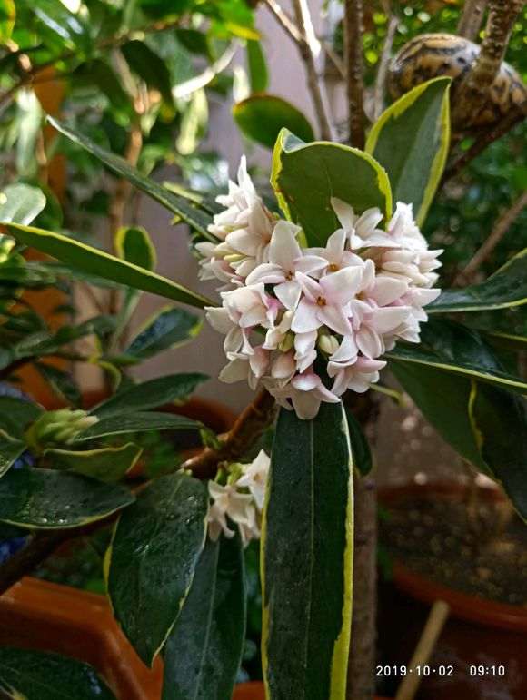 瑞香盆栽为何金秋飘香 如何 图片