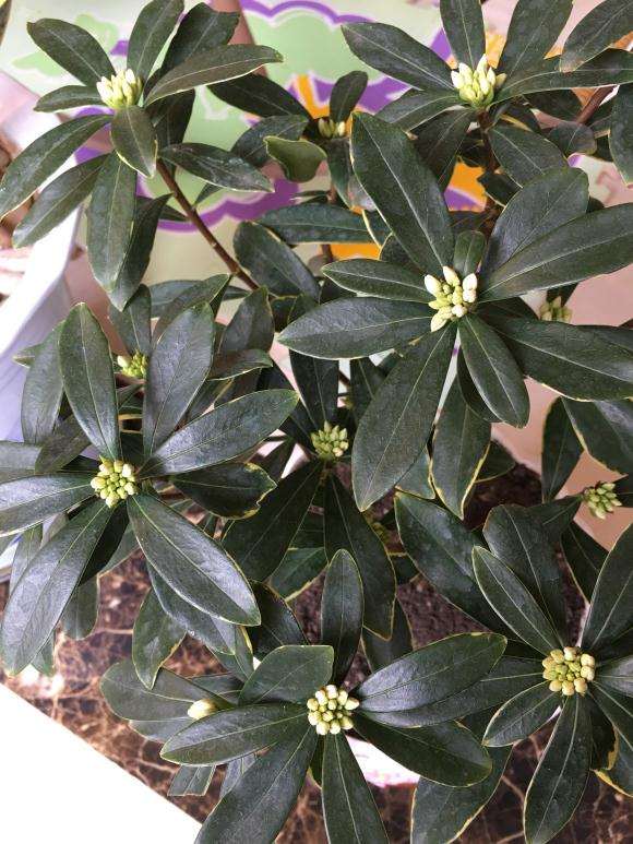 瑞香盆栽花苞一直打不开 怎么办 图片