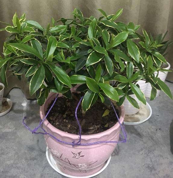 瑞香盆栽疯长中 叶子越来越大 图片