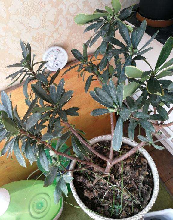 瑞香盆栽开花 也没长叶子 怎么办