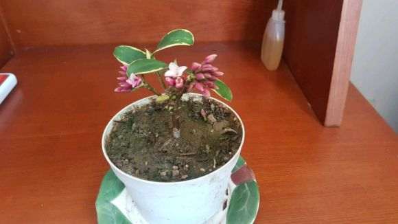 瑞香盆栽怎么扦插成活率高 图片