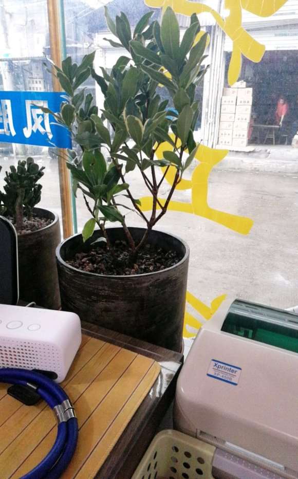 26块买瑞香盆栽 怎么样 图片