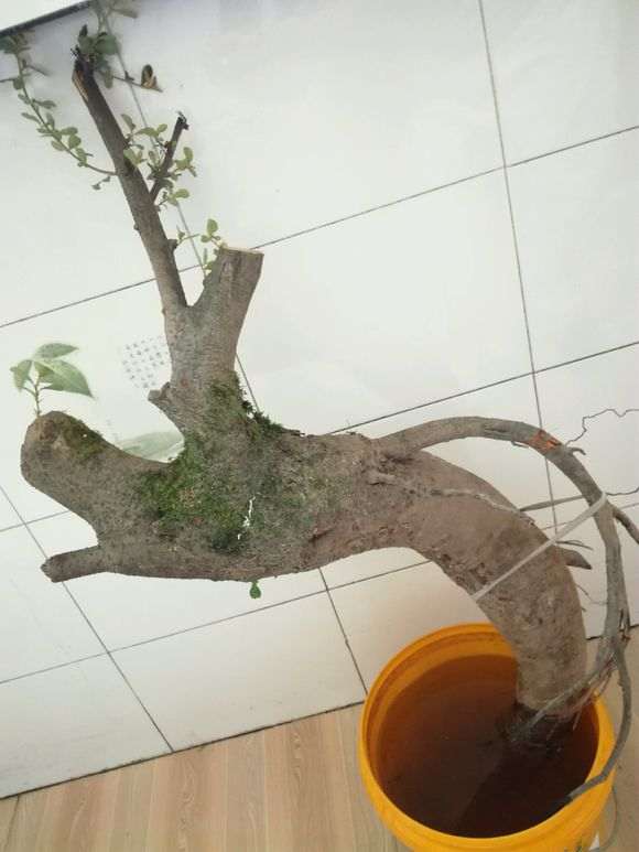 火棘下山桩用河沙深埋可以保活吗 图片