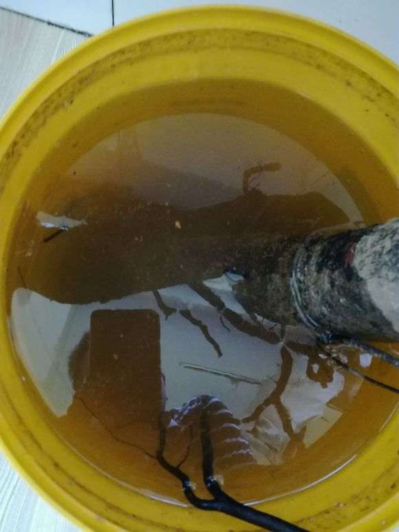 火棘下山桩用河沙深埋可以保活吗 图片