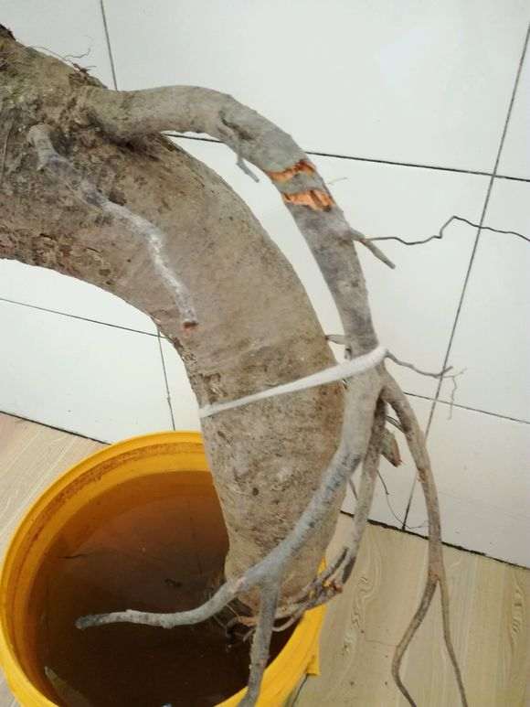 火棘下山桩用河沙深埋可以保活吗 图片