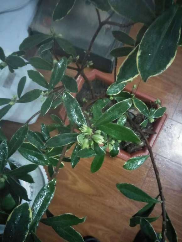 瑞香盆栽花开败了 可以修剪吗 图片