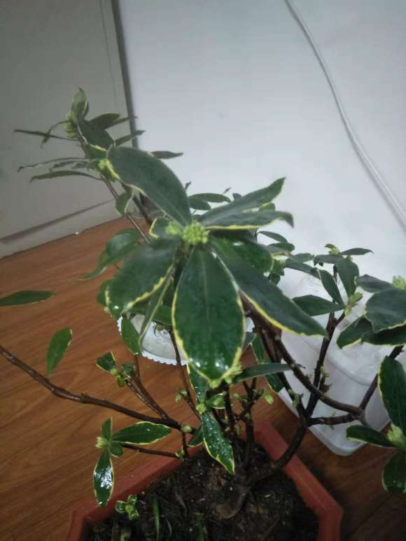 瑞香盆栽花开败了 可以修剪吗 图片