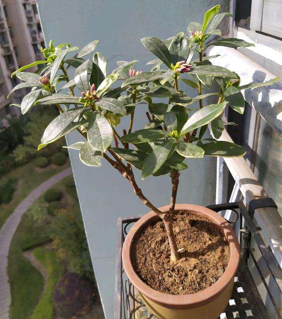 瑞香盆栽只要不是强烈阳光直射就行