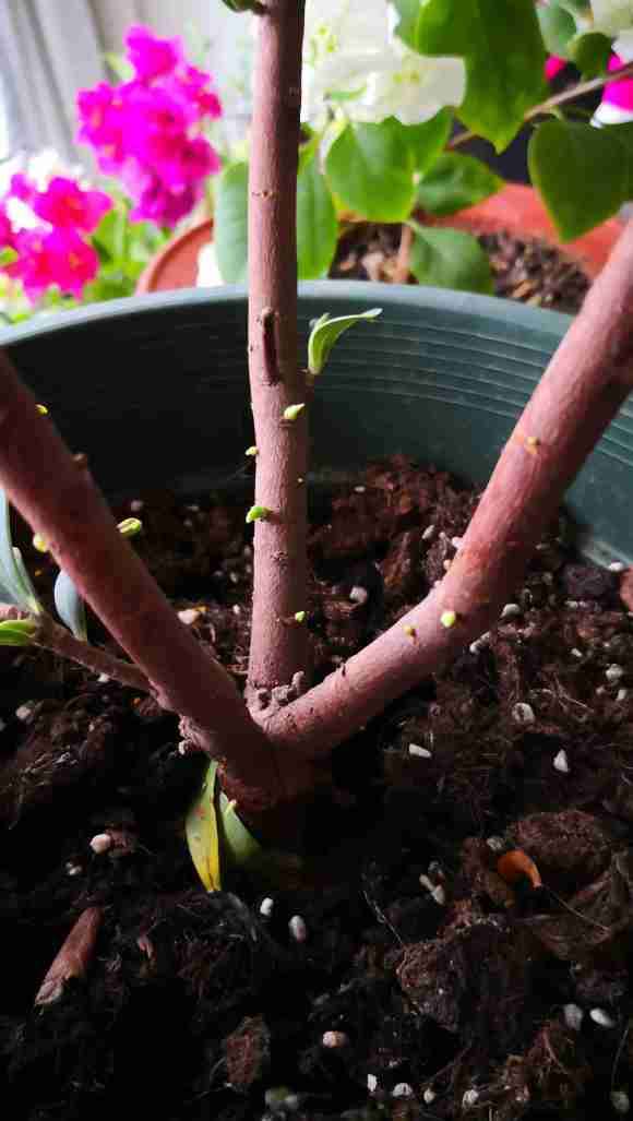 瑞香盆栽发出的小芽需要抹掉吗 图片