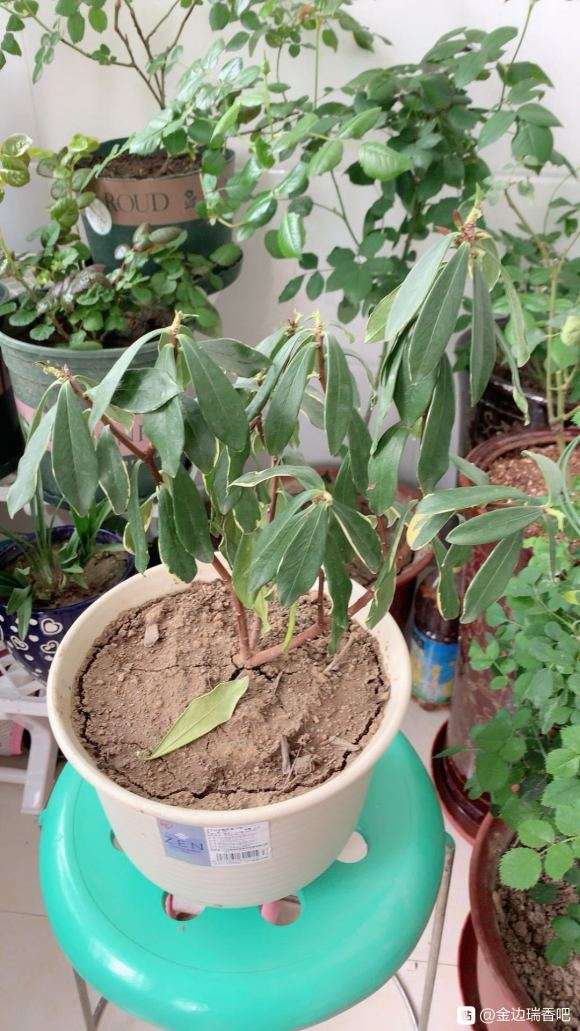 瑞香盆栽换盆好后 叶子耷拉 怎么办