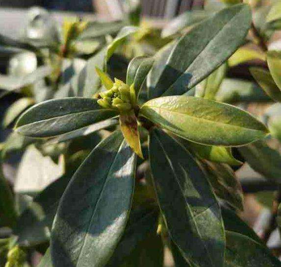 为什么瑞香盆栽花苞的嫩叶变成褐色