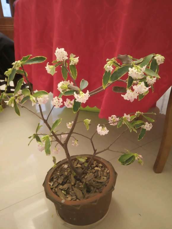 瑞香盆栽没叶子 还能开这么好 图片