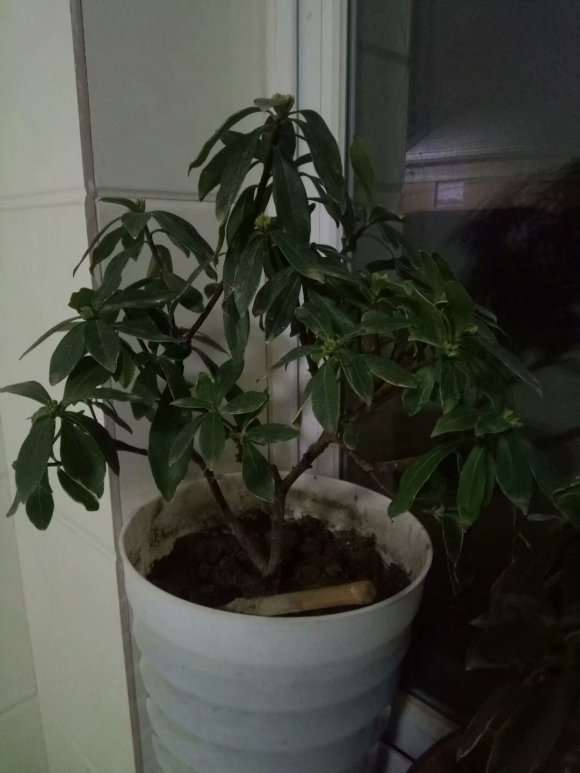 都买了8盆瑞香盆栽 为什么夏天就死