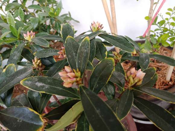 一盆金边瑞香盆栽 导致缺水 花苞干瘪