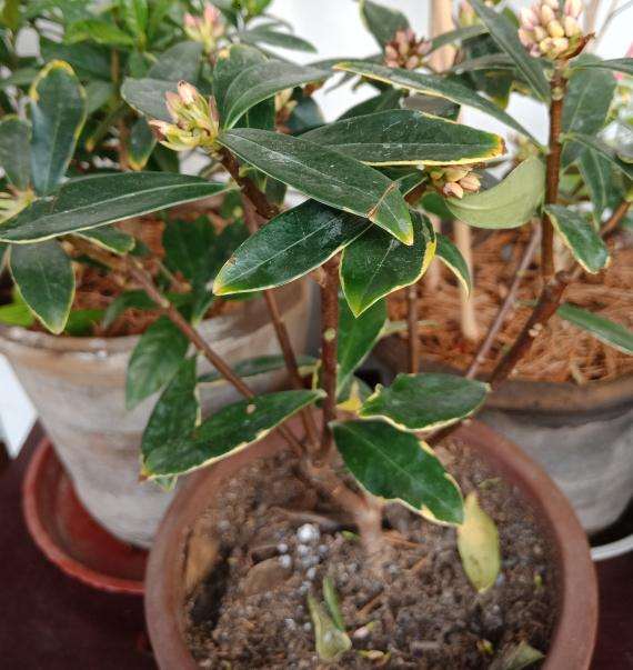 一盆金边瑞香盆栽 导致缺水 花苞干瘪