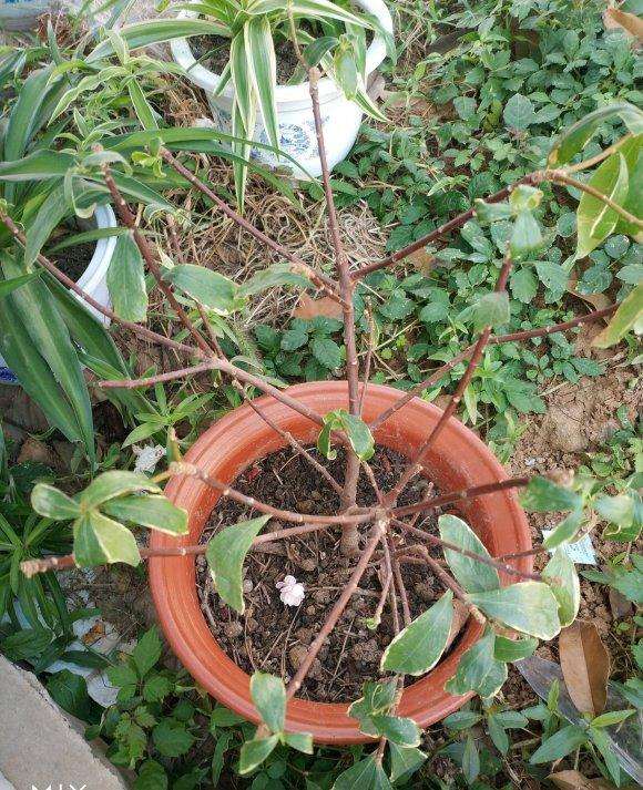 瑞香盆栽怎么用生根水泡的方法 图片