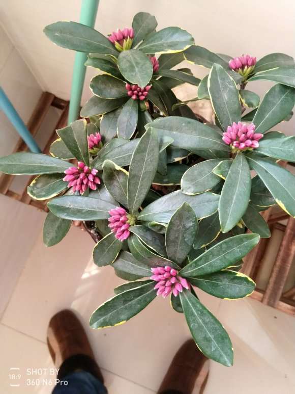 瑞香盆栽的花苞变异了 怎么办 图片