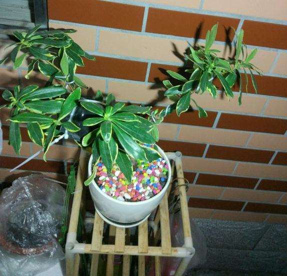 瑞香盆栽多久才能开花 怎么样 图片