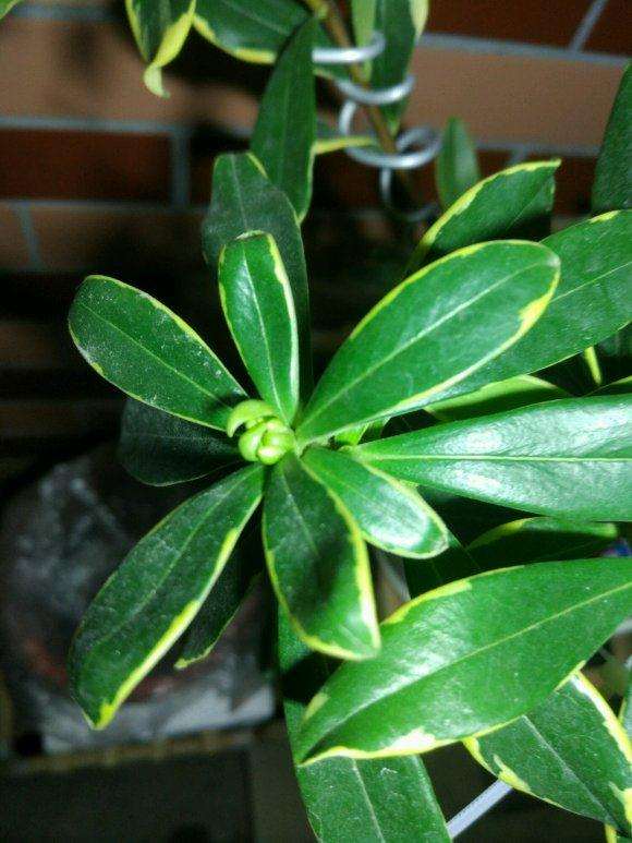 瑞香盆栽多久才能开花 怎么样 图片