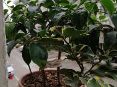 三角梅下山桩的叶子全是白色 是变异了吗