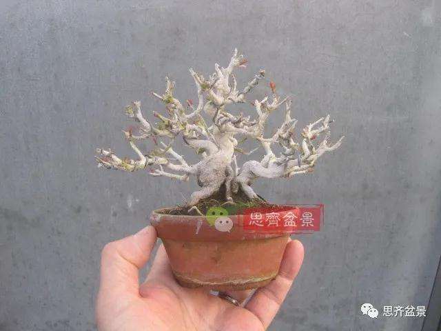 图解 小品石榴盆景怎么翻盆的方法