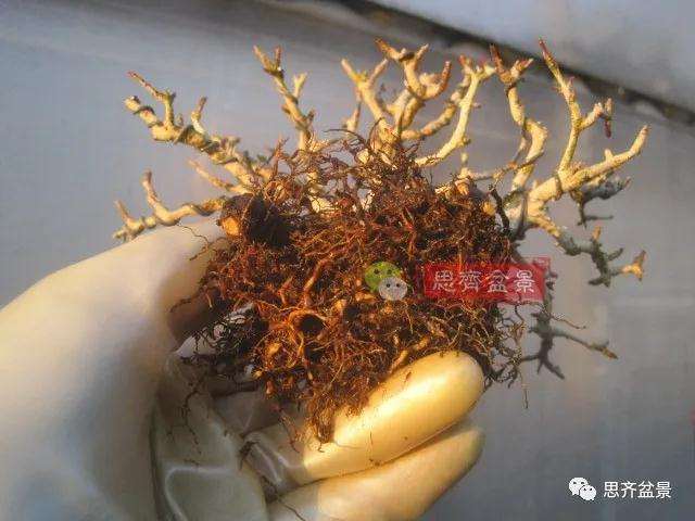 图解 小品石榴盆景如何翻盆的方法