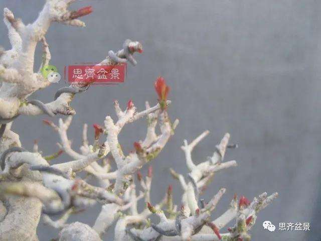 图解 小品石榴盆景如何翻盆的方法