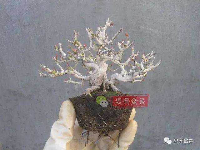 图解 小品石榴盆景如何翻盆的方法