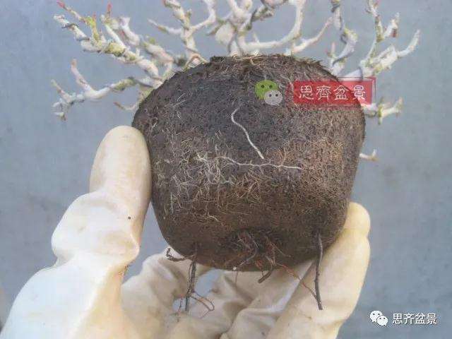 图解 小品石榴盆景如何翻盆的方法