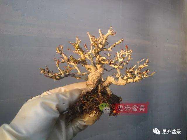 图解 小品石榴盆景如何翻盆的方法