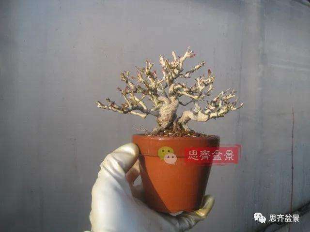 图解 小品石榴盆景如何翻盆的方法