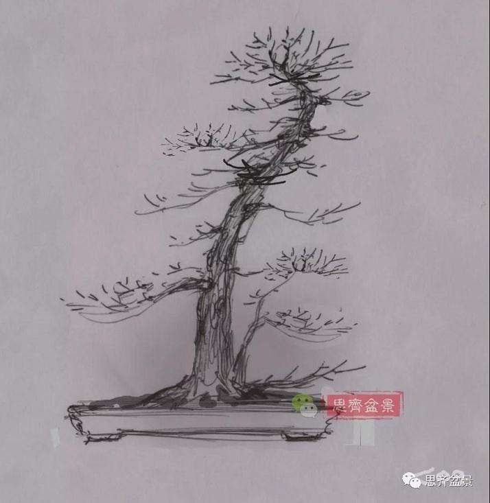 图解 红枫盆景怎么靠接补干的方法