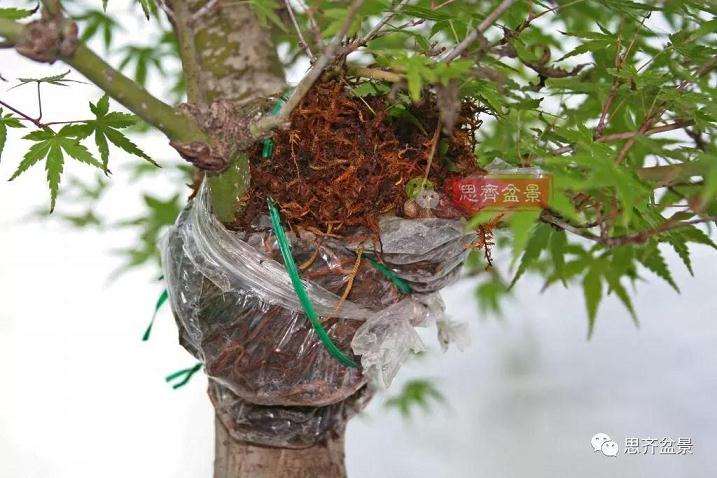 图解 红枫盆景怎么靠接补干的方法