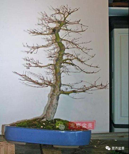 红枫盆景怎么靠接补干的方法