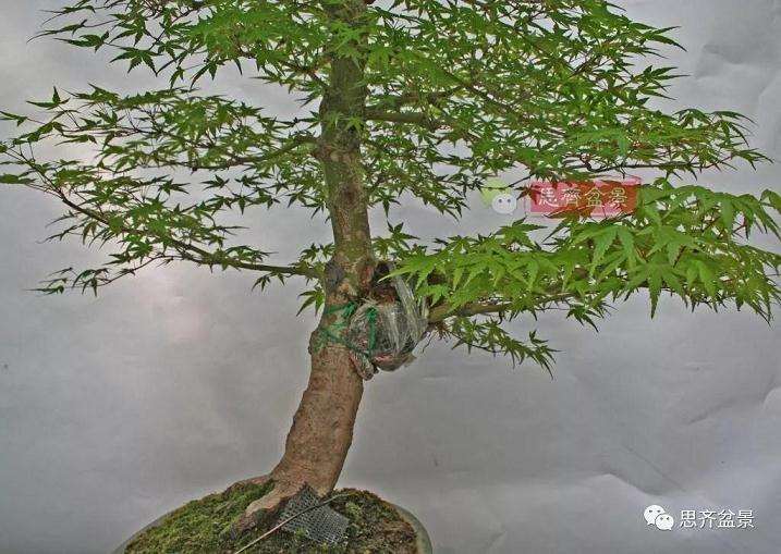 图解 红枫盆景怎么靠接补干的方法