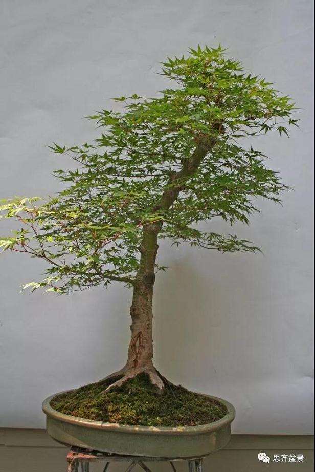 图解 红枫盆景怎么靠接补干的方法