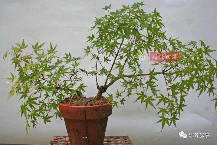 图解 红枫盆景怎么靠接补干的方法