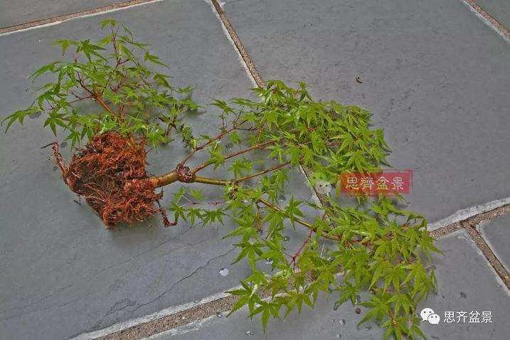 图解 红枫盆景怎么靠接补干的方法