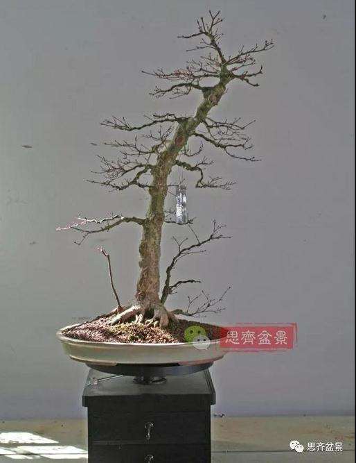 图解 红枫盆景怎么靠接补干的方法