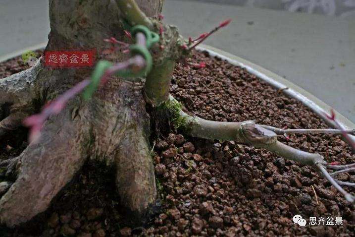 图解 红枫盆景怎么靠接补干的方法