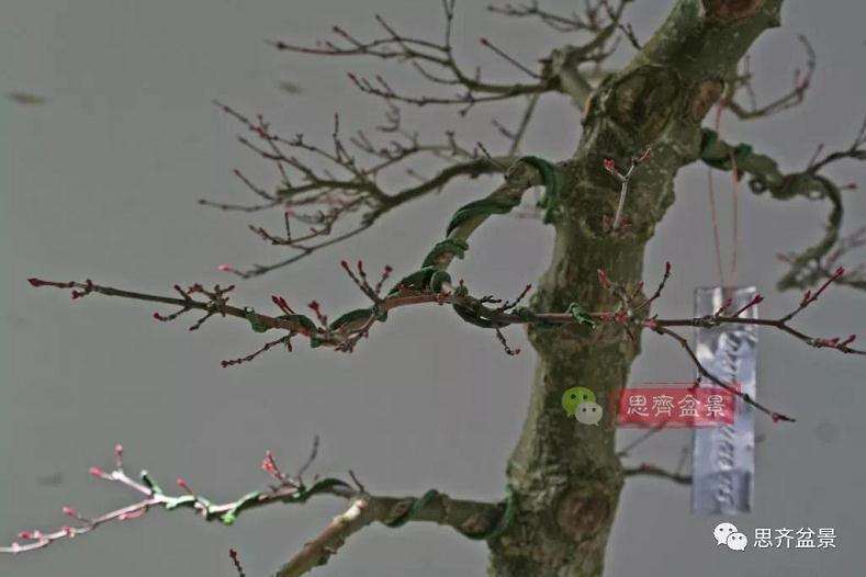 图解 红枫盆景怎么靠接补干的方法