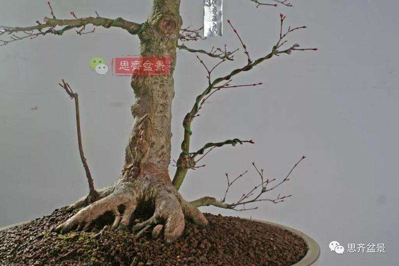 图解 红枫盆景怎么靠接补干的方法