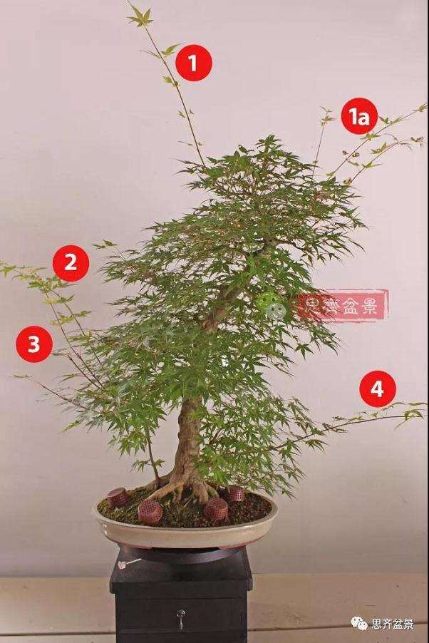 图解 红枫盆景怎么靠接补干的方法