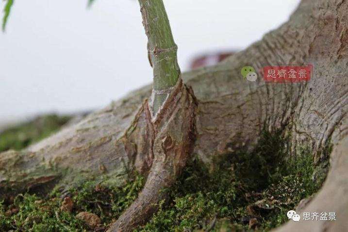 图解 红枫盆景怎么靠接补干的方法