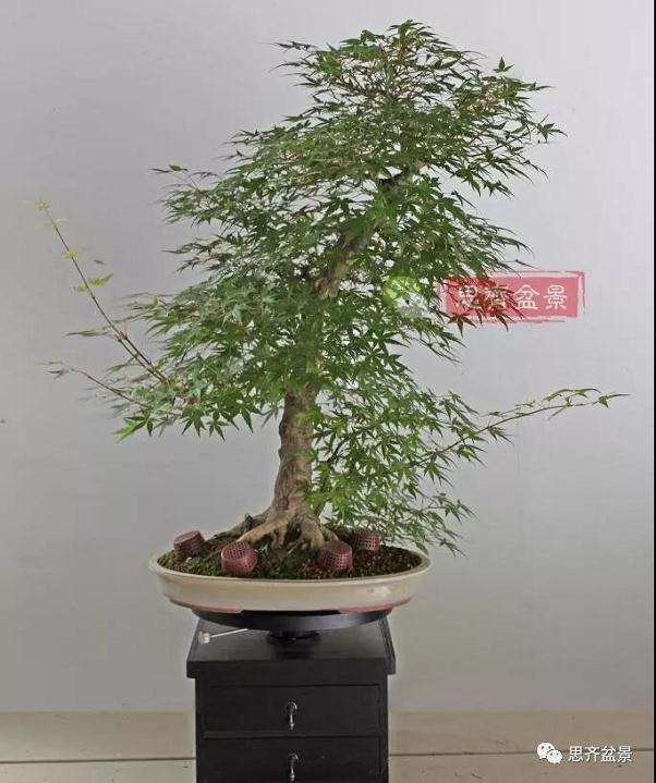 图解 红枫盆景怎么靠接补干的方法